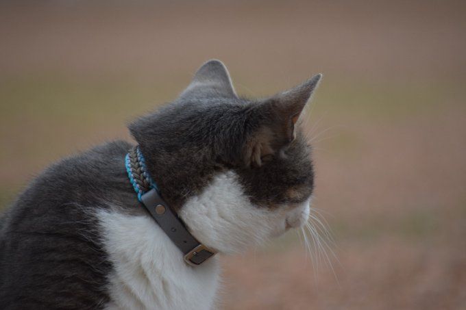 Collier pour chat " THULLA"