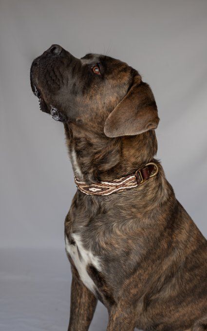 Collier  Harrya