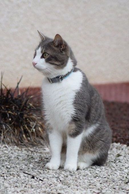 Collier pour chat " THULLA"